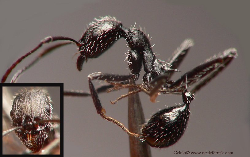 Aphaenogaster spinosa