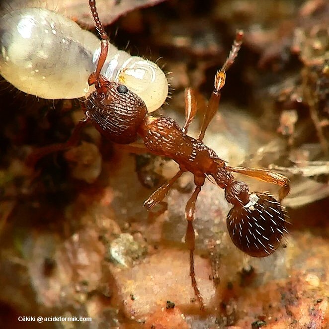 Myrmica ruginodis
