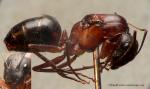 gyne Camponotus barbaricus