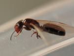 Camponotus truncatus