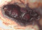 Camponotus truncatus - majors dfendant une issue.