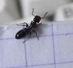 Camponotus truncatus major