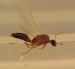 Male Camponotus truncatus