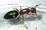 Camponotus truncatus reine