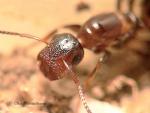 reine Camponotus truncatus