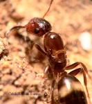 reine Camponotus truncatus