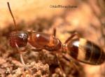 reine Camponotus truncatus