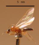 Male Camponotus truncatus