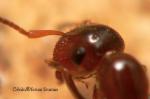tte reine Camponotus truncatus