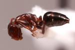 Camponotus truncatus