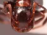 Camponotus truncatus