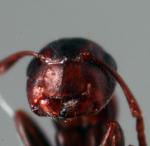 Camponotus truncatus