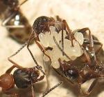 Formica rufibarbis_oeufs