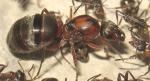 Formica rufibarbis_gyne