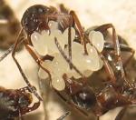 Formica rufibarbis_oeufs