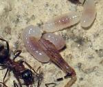 Formica rufibarbis