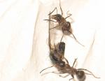 Formica rufibarbis