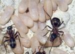 Formica rufibarbis