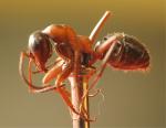 Ouvrire Formica rufibarbis