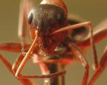 Ouvrire Formica rufibarbis tete