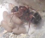 Formica rufibarbis