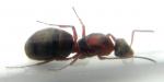Formica rufibarbis