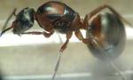Gyne F.rufibarbis'