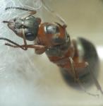 Gyne F.rufibarbis