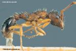 ouvrière Myrmica specoïdes
