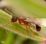 princesse Myrmica