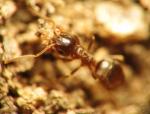 Lasius niger, entrée d\'un nid