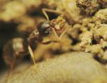 Lasius niger, entrée d\'un nid