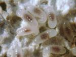 Larves L. niger
