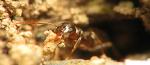 Lasius niger, entrée d\'un nid