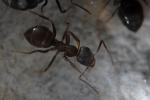 Lasius niger - ouvrière -