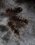 Lasius niger