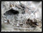 Lasius niger ouvrire