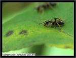 Lasius niger ouvrires