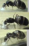 Lasius niger reine