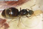 Lasius niger reine