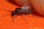 Lasius niger mâle