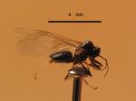 Male Lasius niger