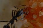 Aphaenogaster senilis - ouvrière prélevant sa nourriture -