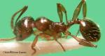 Aphaneogaster dulcinae