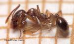 Aphaneogaster dulcinae