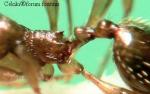 Aphaneogaster dulcinae