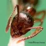Aphaneogaster dulcinae