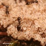couvain Crematogaster auberti