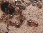 Crematogaster auberti