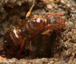 gyne Crematogaster auberti